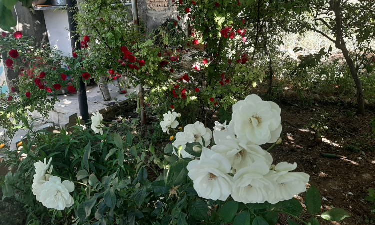 رزرو مهمانپذیر معصومی اتاق بزرگ