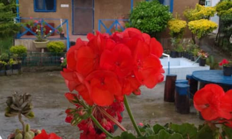 اجاره کلبه باغ بهشت
