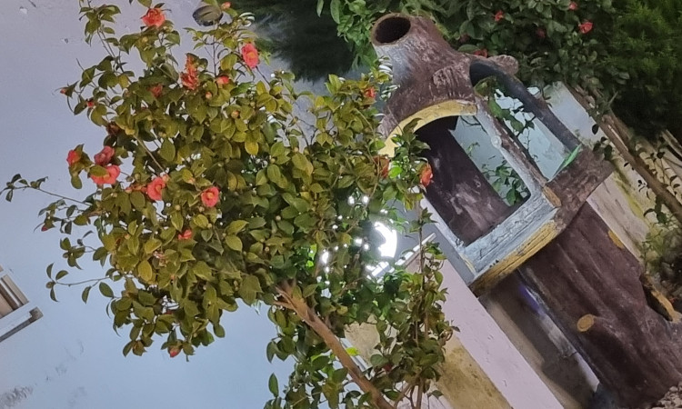 اجاره ویلا دوبلکس الماس قو