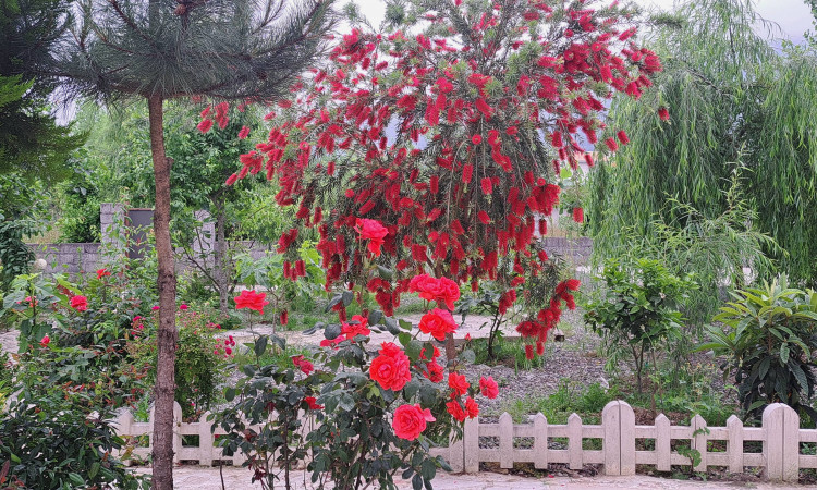 اجاره ویلا استخر اب گرم دربستی.