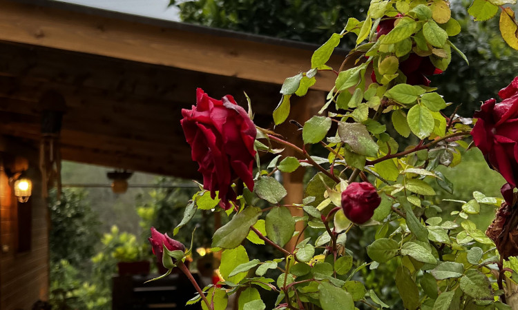اجاره کلبه جنگلی دوبلکس رامسر