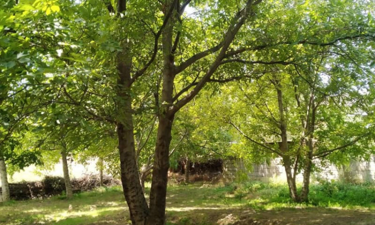 رزرو بوم گردی اتاق 1 سپیدار روستای ابر