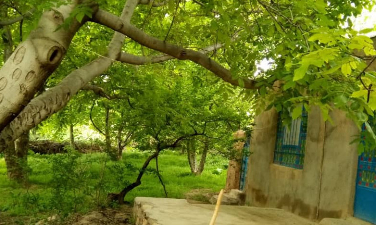 رزرو بوم گردی اتاق 1 سپیدار روستای ابر