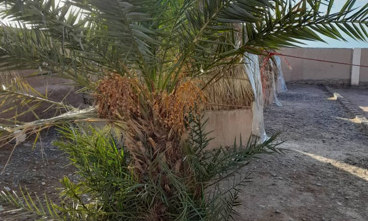 رزرو بوم گردی بابا عطا ( سوئیت خاتون 4 )