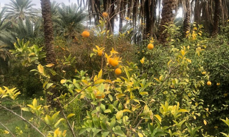 رزرو بوم گردی حرفه ایی کلوت شهداد(اتاق6)