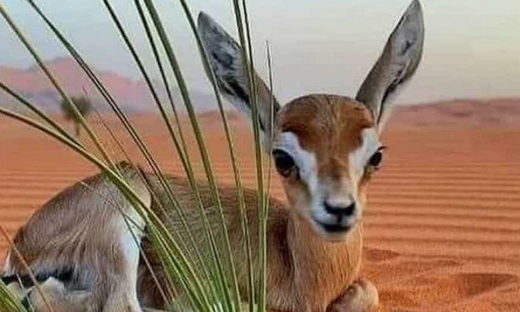 قامتگاه بوم گردی ده عروس - اتاق 2 نفره 2