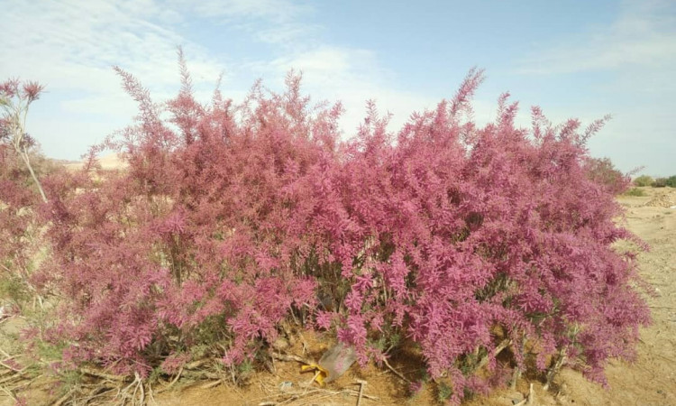 قامتگاه بوم گردی ده عروس - اتاق 17 متری 2