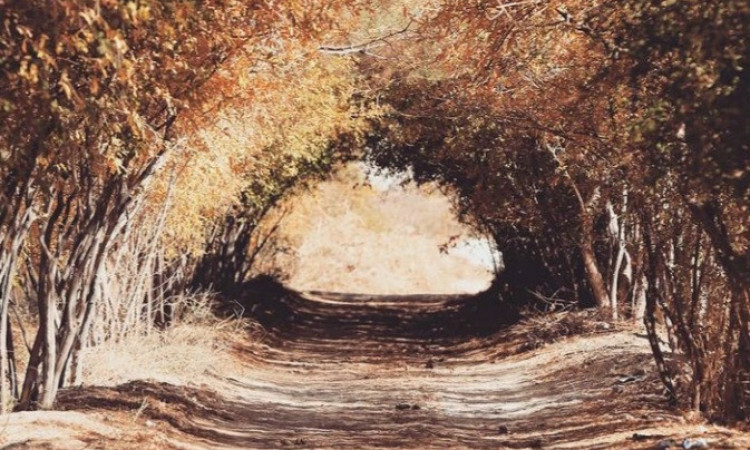 قامتگاه بوم گردی ده عروس - اتاق 17 متری 3