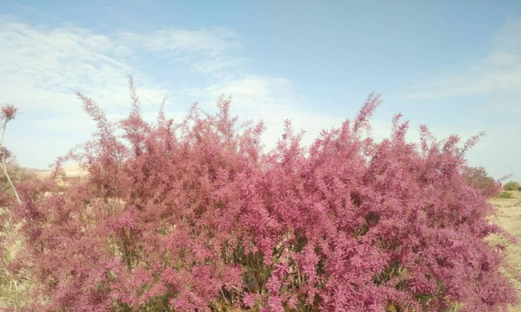 قامتگاه بوم گردی ده عروس - اتاق 17 متری 3