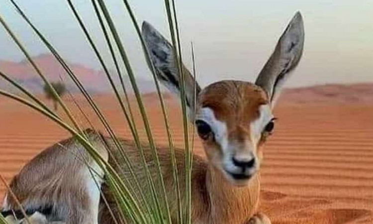 قامتگاه بوم گردی ده عروس - اتاق 17 متری 3