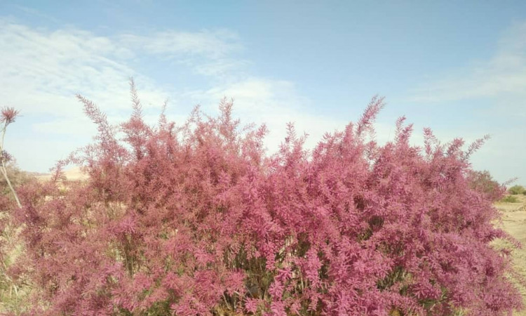 قامتگاه بوم گردی ده عروس - اتاق 17 متری 5