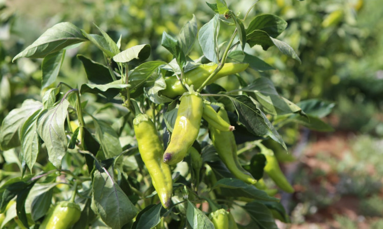 رزرو اکو کمپ کویری متین آباد (کومه سنتی)