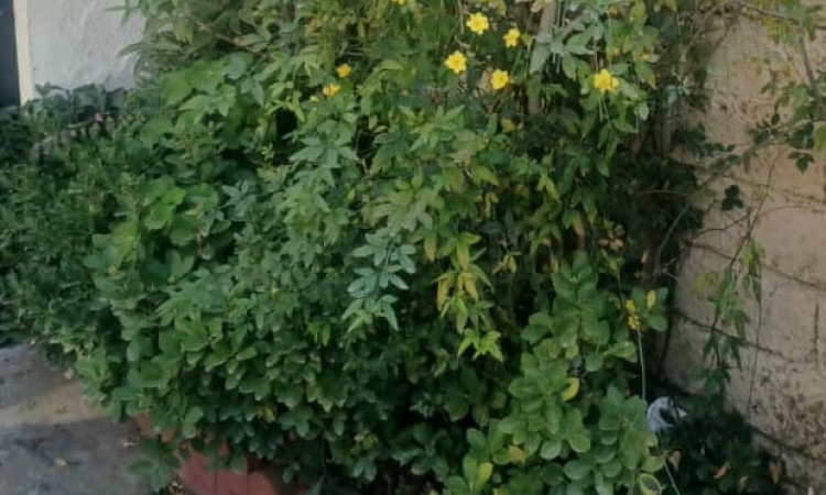 اجاره اتاق مرتب حیاط دار بخشی