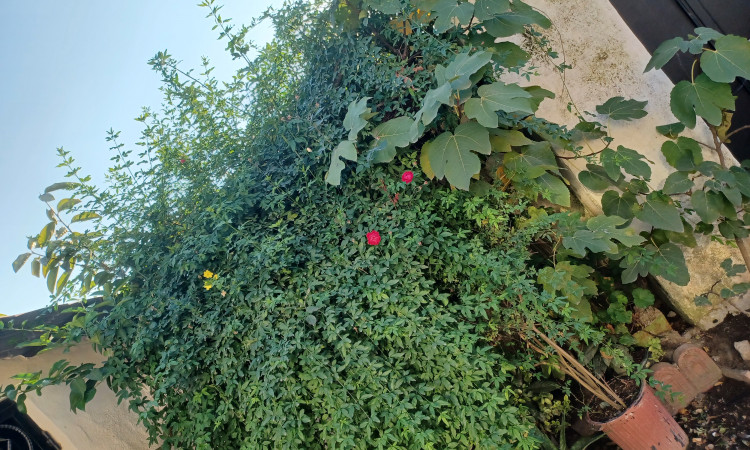 اجاره اتاق مرتب حیاط دار بخشی