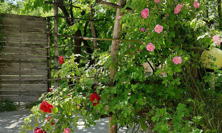 اجاره ویلا باغ پردیس