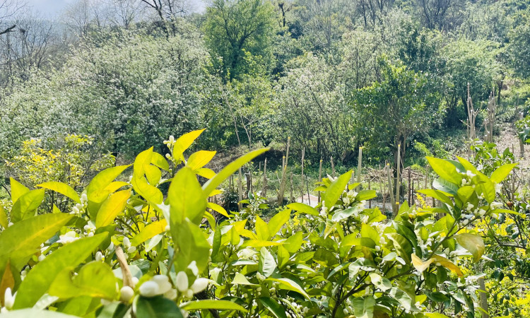 اجاره ویلا کوهپایه سرولاتی
