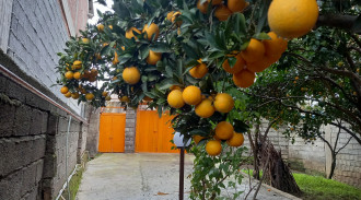 اجاره خانه باغ ناصریان