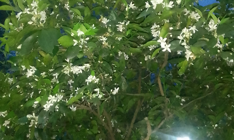 اجاره ویلا 2 خواب گل ها