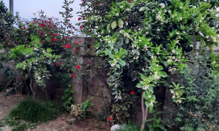 اجاره ویلا ساحلی نزدیک گیسوم