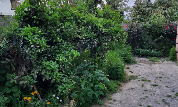 اجاره ویلا ساحلی نزدیک گیسوم