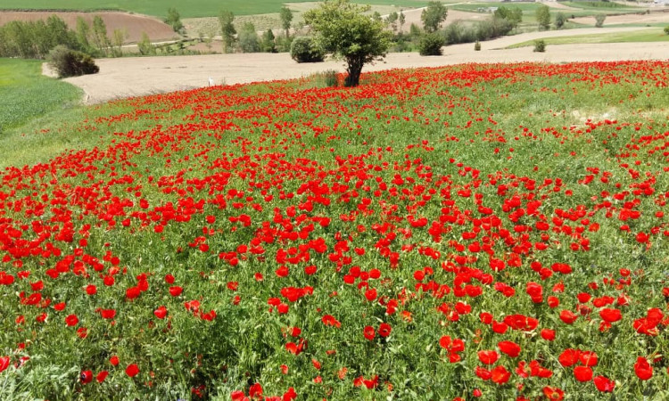 رزرو بوم گردی پدر و پسر