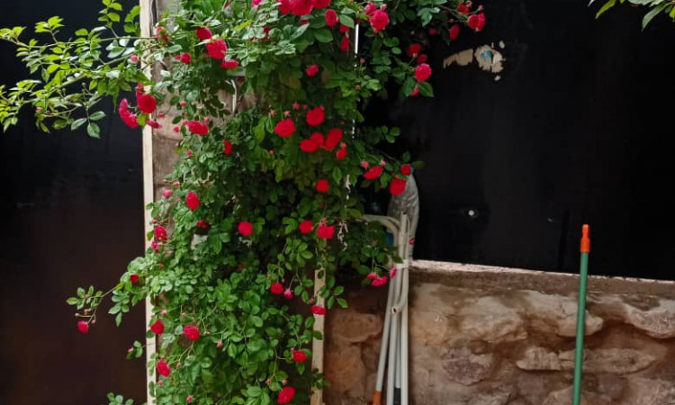 اجاره ویلا باغ دربست بوژان