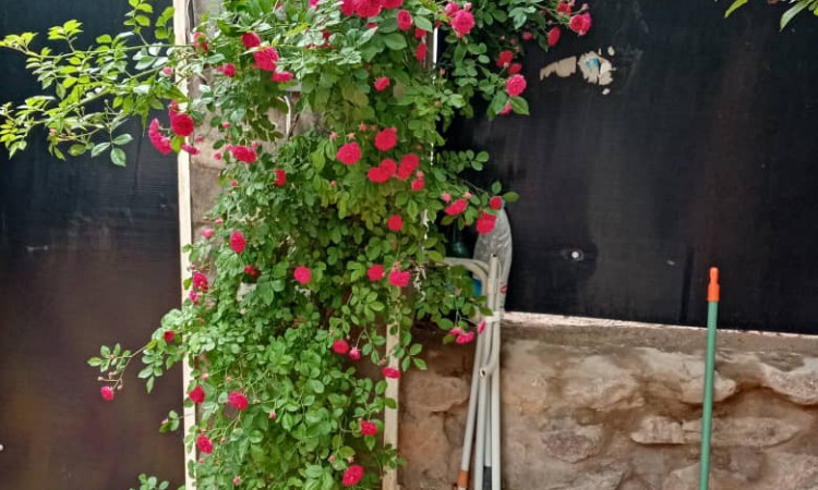اجاره ویلا باغ دربست بوژان