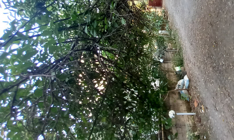 اجاره ویلا یک خواب ماسال