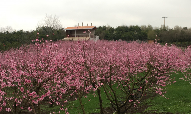 اجاره خونه باغ دربست سورک