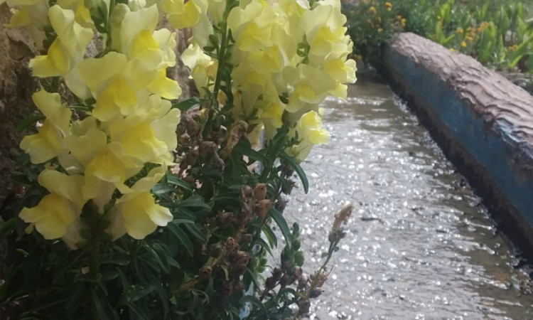 اجاره باغ سبز رویایی