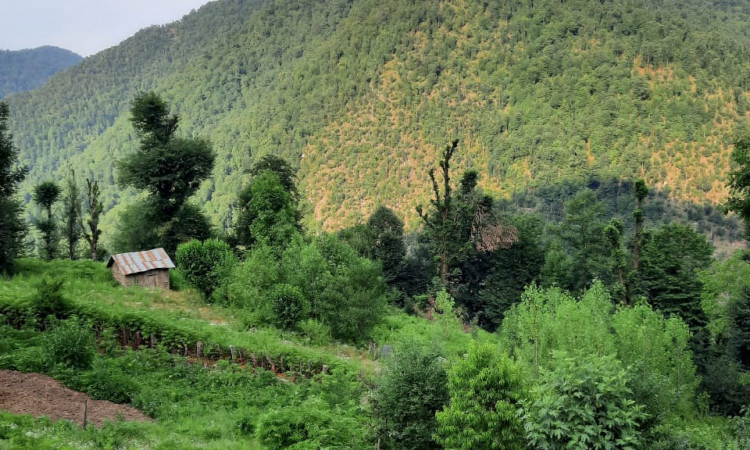 اجاره ویلا جنگلی ماسال