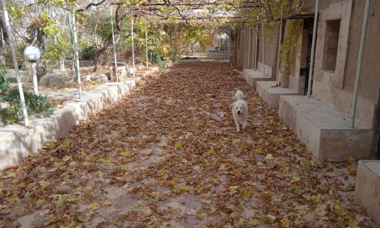 خانه باغ تک خواب باآبگرم درمانی محلات