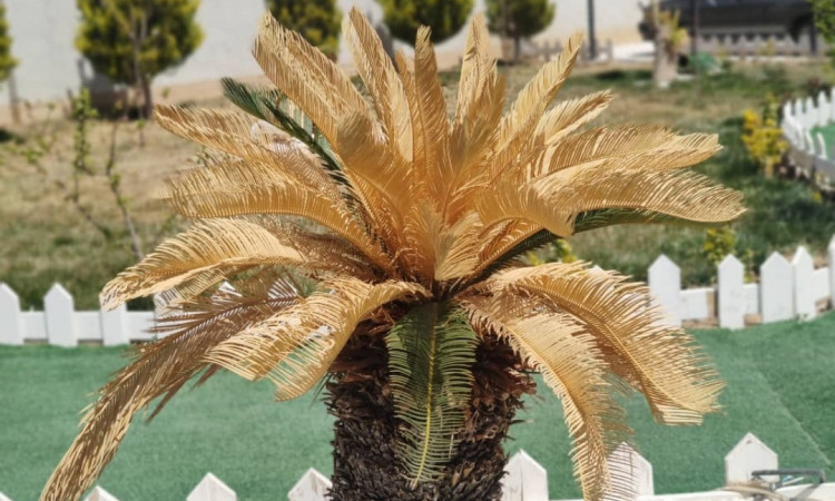 اجاره باغ ویلا سپهر گلدشت