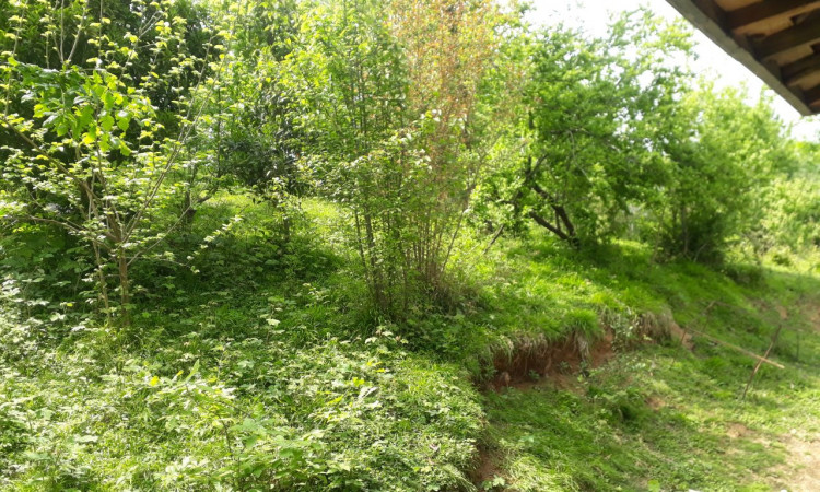 اجاره ویلا دربست با باغ روی تپه