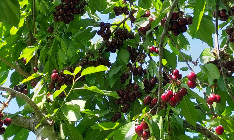 اجاره خانه ویلایی سپیدان (طبقه اول)