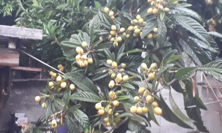 اجاره ویلا تک خوابه ریحانه