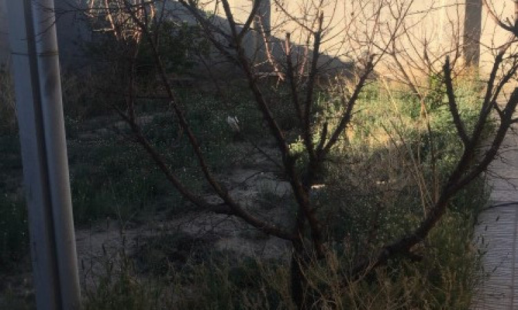 اجاره باغ ویلا تک خواب آدرین