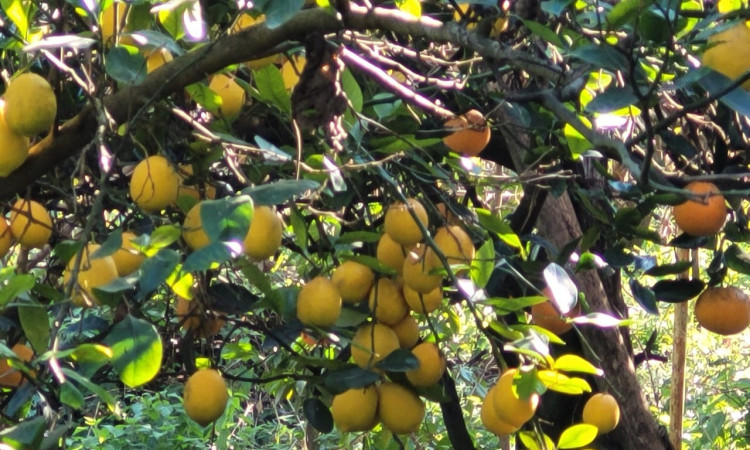 رزرو کیجاسرا، اتاق کنج‌ سر ‎