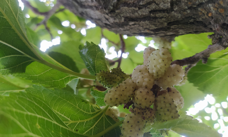 رزرو بوم گردی قلعه کوه سفید
