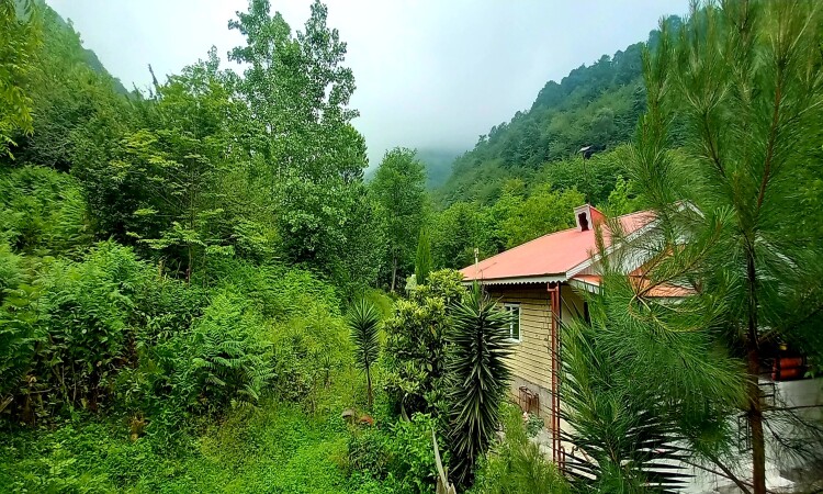 اجاره ویلا جنگلی عارف در ماسال