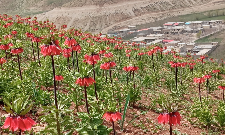 اجاره خانه ویلایی شب نشین 1 در کوهرنگ(طبقه اول)