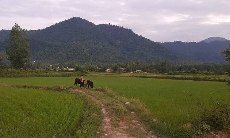 اجاره ویلای روستایی دنج(وسط شالیزار)