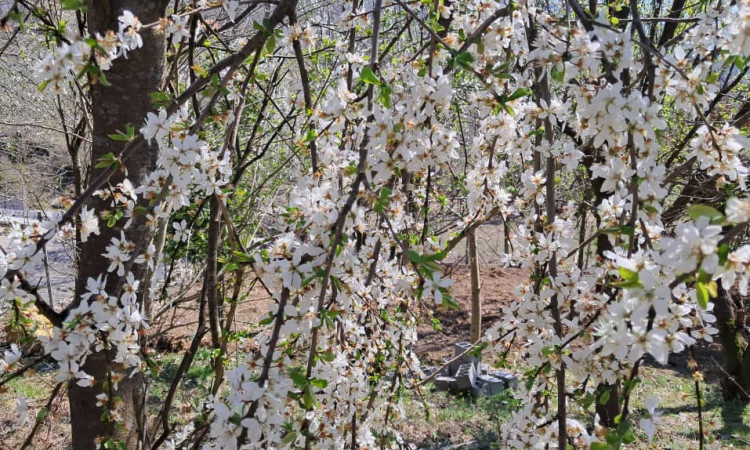 اجاره کلبه مامان افسانه