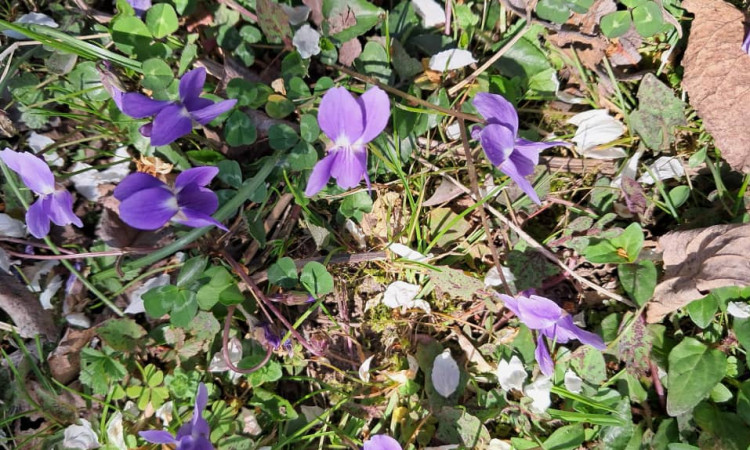 اجاره کلبه مامان افسانه