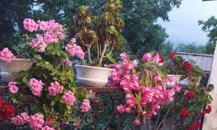 اجاره آپارتمان کوروش گوشه‌ایی از بهشت روستای لیپا