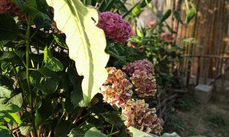 اجاره آپارتمان کوروش گوشه‌ایی از بهشت روستای لیپا