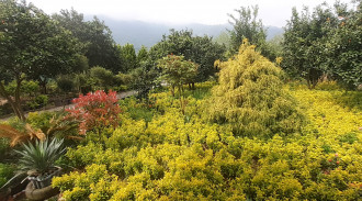 اجاره ویلا تک خوابه با ویو جنگلی