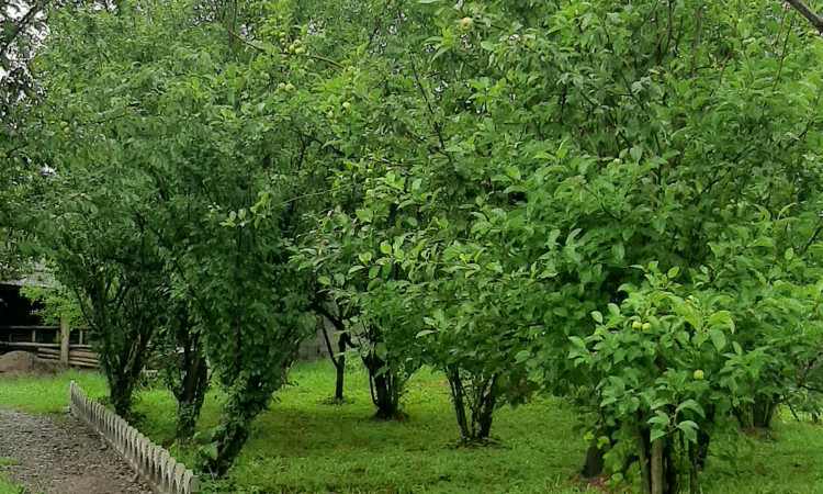اجاره ویلا باغ تک خوابه