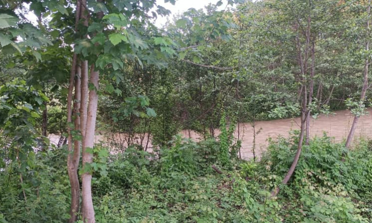 اجاره ویلای مستقل جنگلی تک خوابه