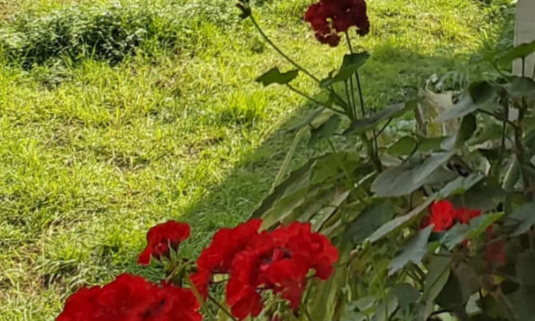 اجاره ویلا یوسفی وشمه سرا